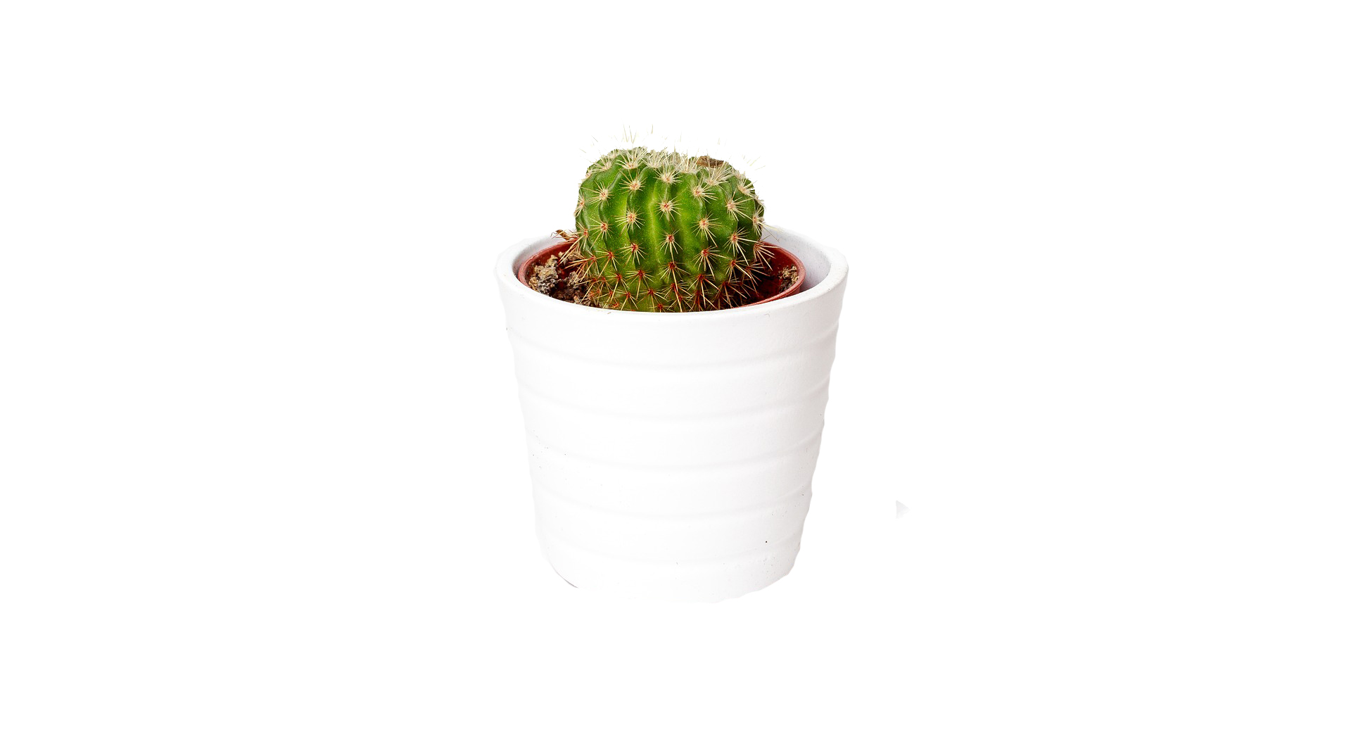 cactus-1842095_1920
